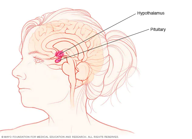 pituitary-gland-and-hypothalamus